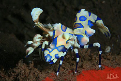 Harlequin shrimp. Hymenocera picta. North of Bali.
EOS 5D by Arthur Telle Thiemann 